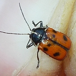Cryptocephalus quinquepunctatus Cryptocephalus quinquepunctatus
